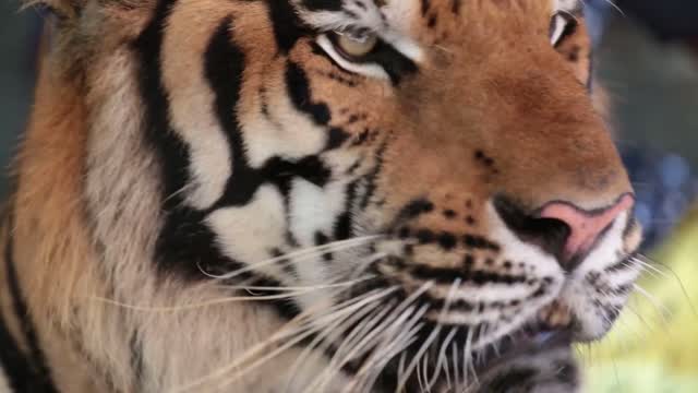 pattaya thailand on november muzzle tiger close up