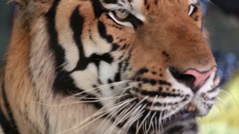 pattaya thailand on november muzzle tiger close up