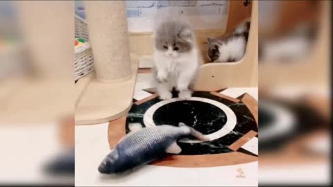 Funny catsstall 2021