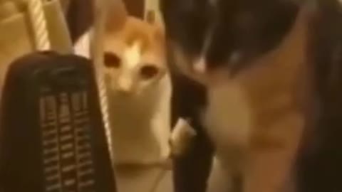 FUNNY CATS | FUNNY ANIMALS | CUTE CATS