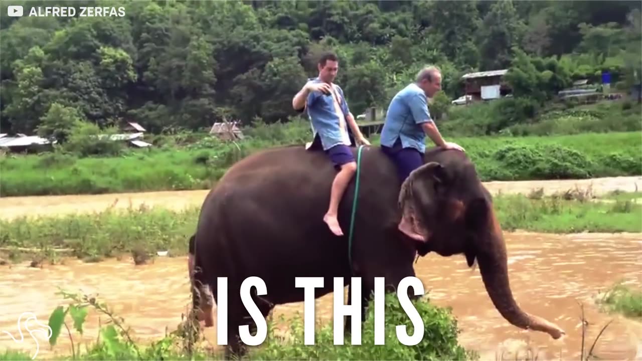 Baby Elephant Was Tied To A Tree And Separated From Her Mother