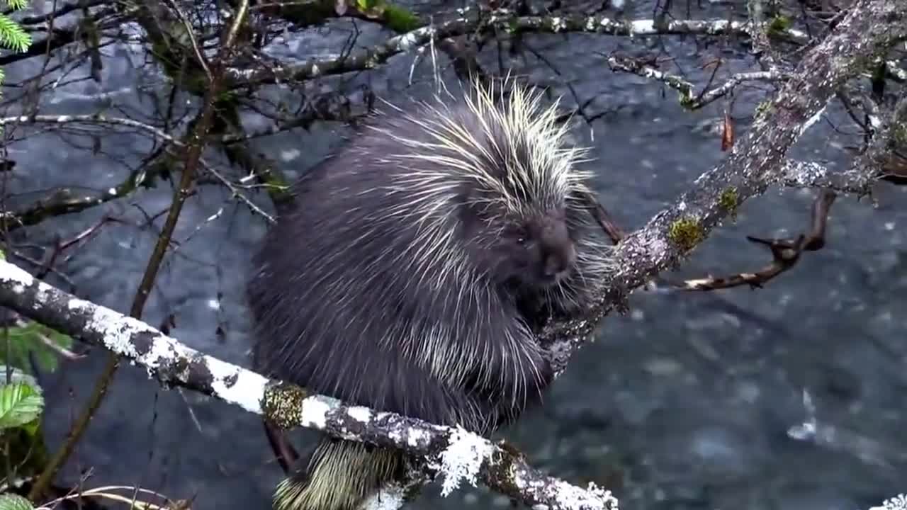 Porcupine On Branches Above Creek