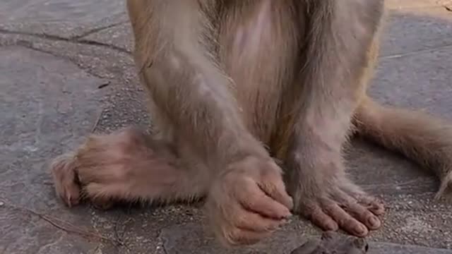 CAN MONKEY AND FROG BE FRIENDS? (Watch This)