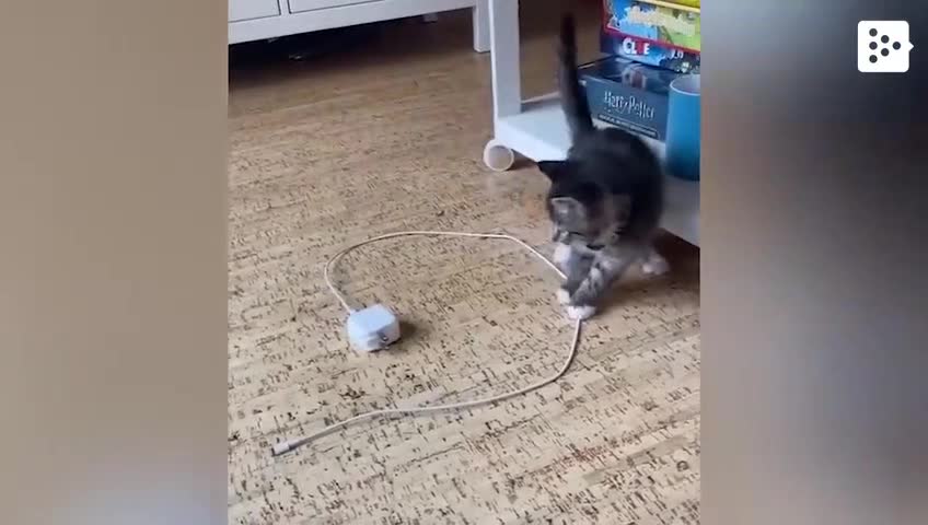 Funny videos of cats