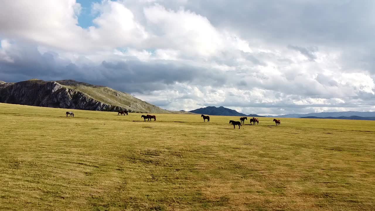 Dark-coloured horses grazing on meadows not far from mountain rocks