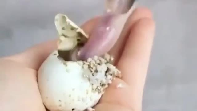 This is how the cobra is born