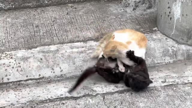 Street cat fight spraying