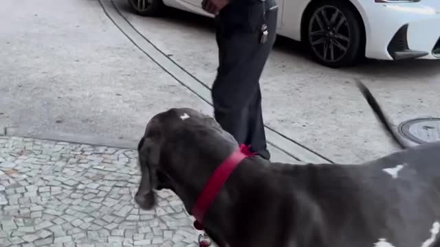 Fuuny Viral Video of cute doggy