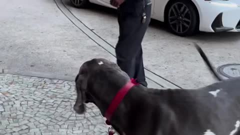 Fuuny Viral Video of cute doggy