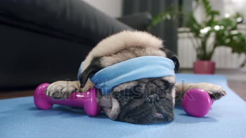 Funny cute Pug