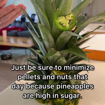 How to make a cheap foraging toy for your bird!