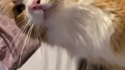 Funniest cat moment part 01