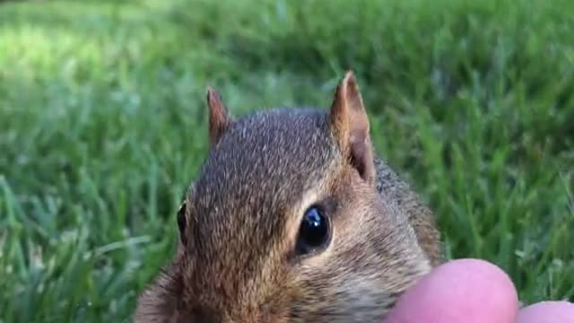 Greedy little squirrel