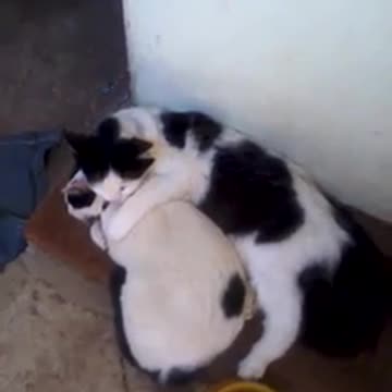 Affectionate kitten 1