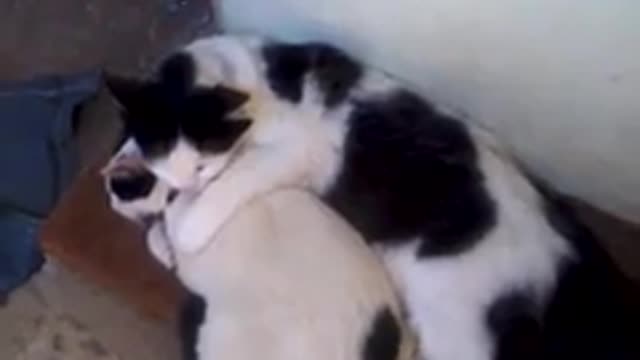 Affectionate kitten 1