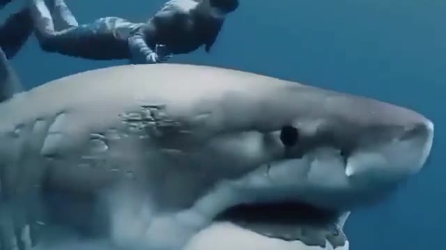 beautiful white shark