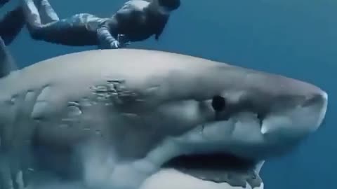 beautiful white shark