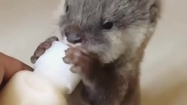 This baby is hungry cute baby