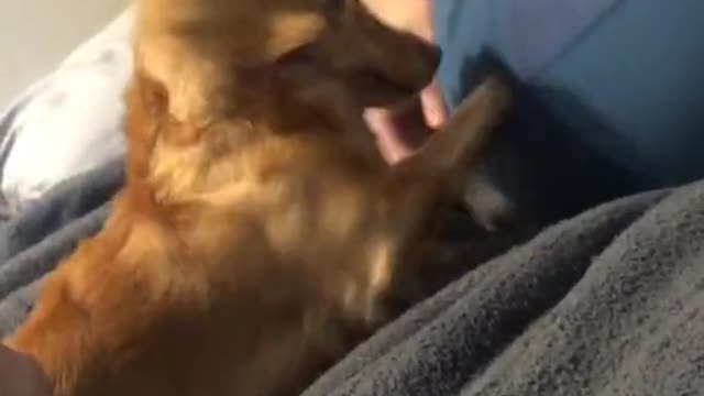 Loyal Dachshund protects her owner in the cutest possible way