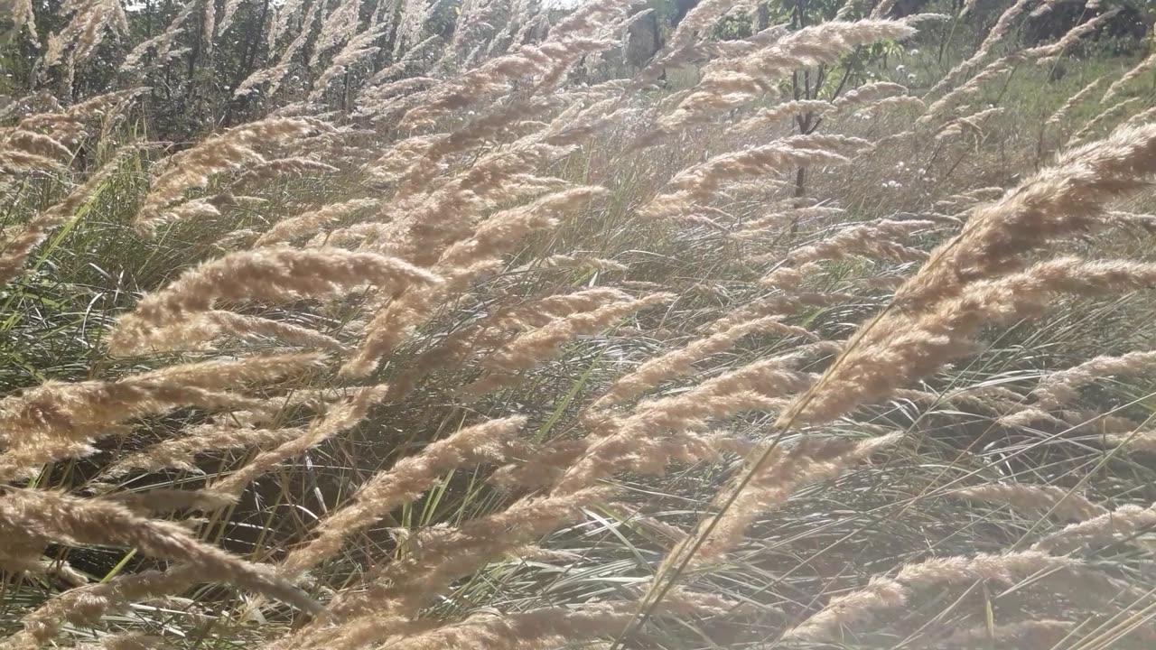 Feather grass