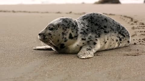 Beach Penguin