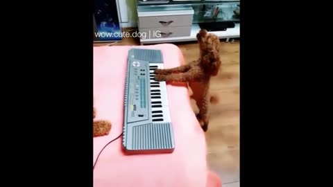 The Singing Puppy