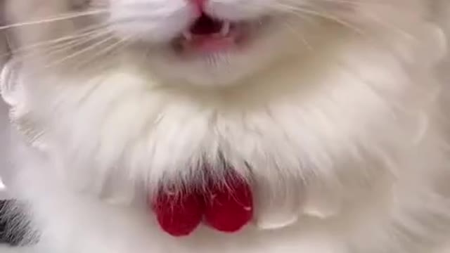 top funny cats videos#4Mviews