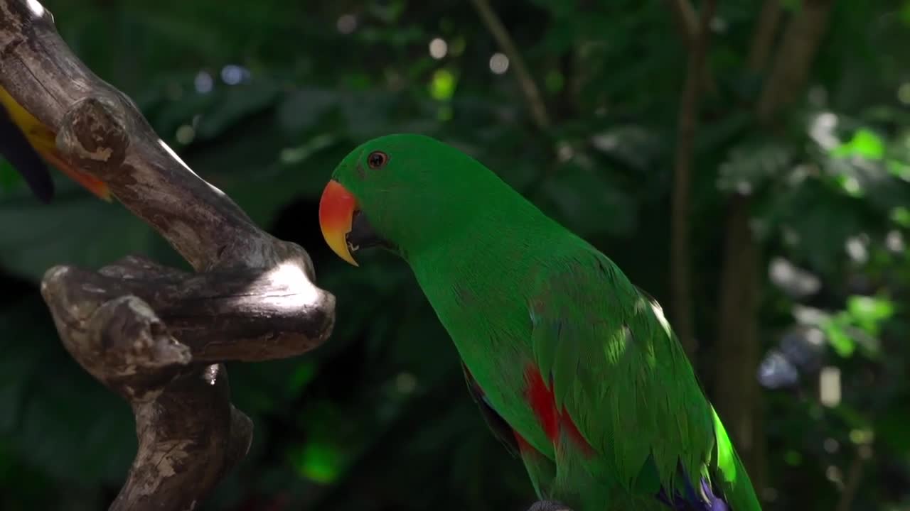 Wildlife video