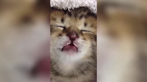 Funny cat videos part 2