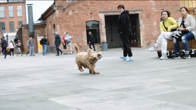 Top comedy video// whatsapps funny video// woman and dog video//