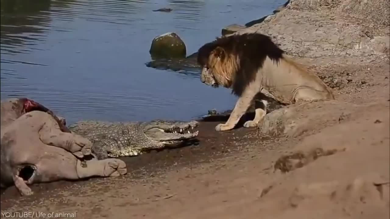 This Monkey Messed With The Wrong Opponent