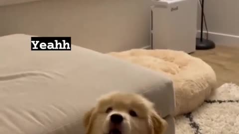 This Cute Dog laugh 😂😂 Very funny