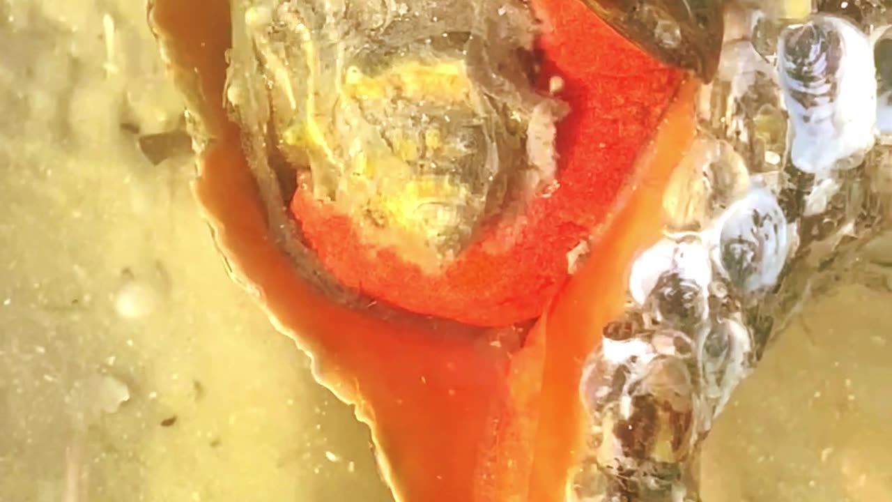 Florida State Shell Having Breakfast