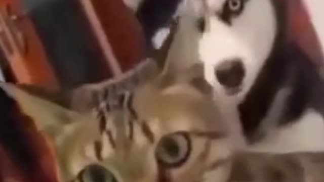 FUNNY DOG AND CAT VIDEO #1