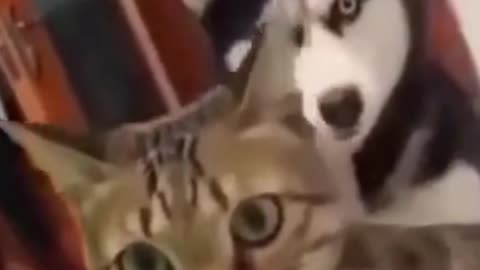 FUNNY DOG AND CAT VIDEO #1