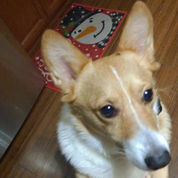 Hungry corgi