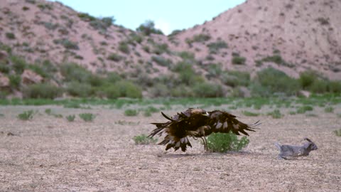 Golden Eagle Stooping on Hare