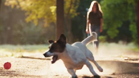 Cute dog Jack Russel terrier trying to catch the ball in park during sunset