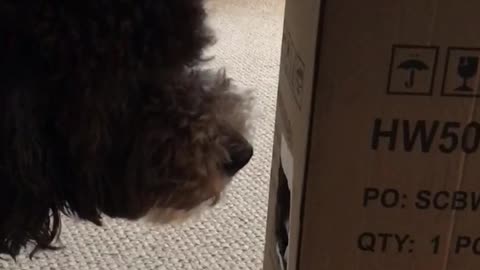 Samson pulls Eve’s tail