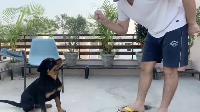 Dog Training Videos