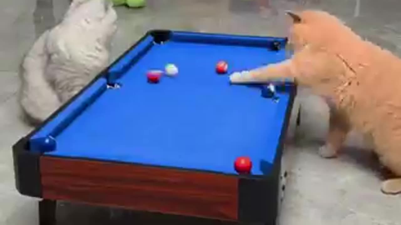 Funny dog🤣🤣