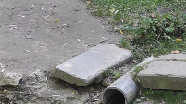 Beautiful nature and birds love nature