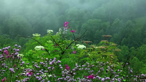 Rain sounds with natures music