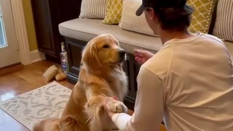 Cute dog best loving videos