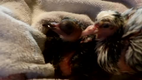 Flock it Farm: Help us Name Our Baby Pigeons