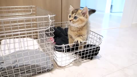 Kitten Kiki monitors the washing machine because it's too loud