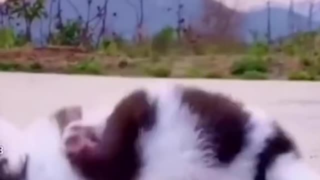 wear a beast fur costume