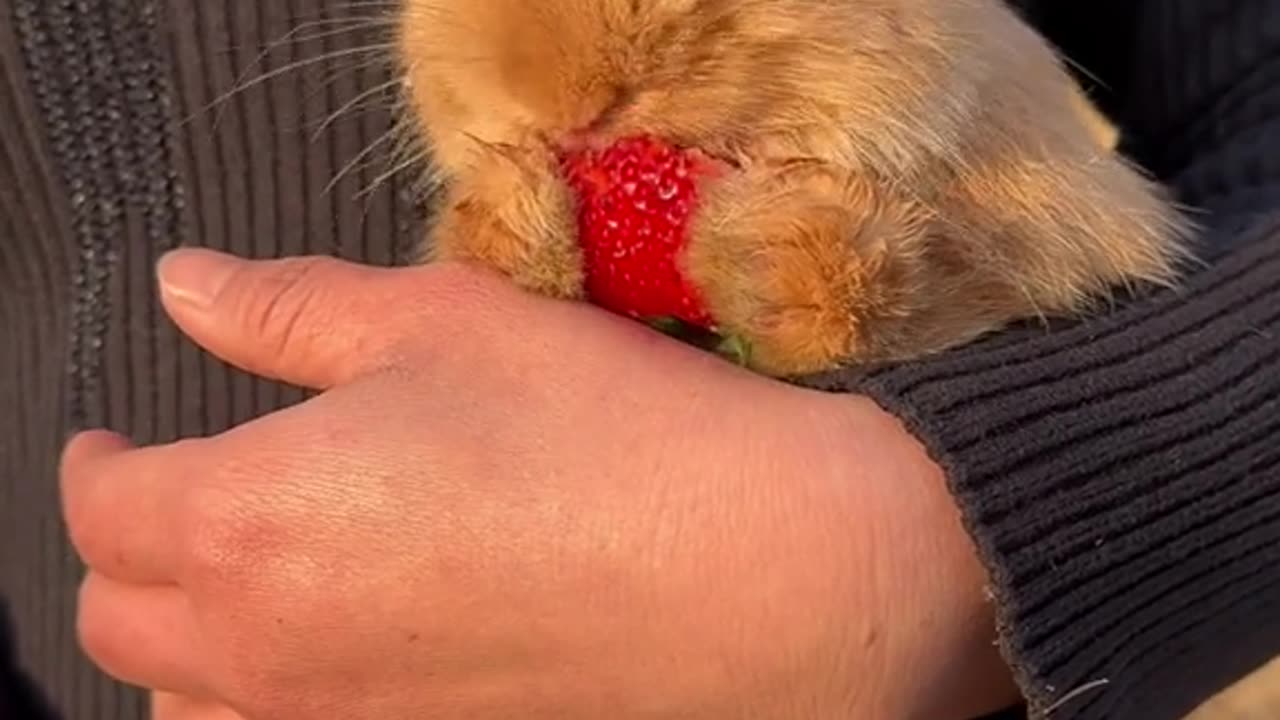 bunny eating , while holding in hands