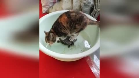 Funny Animal Videos 2023 - Funniest Cats And Dogs Video