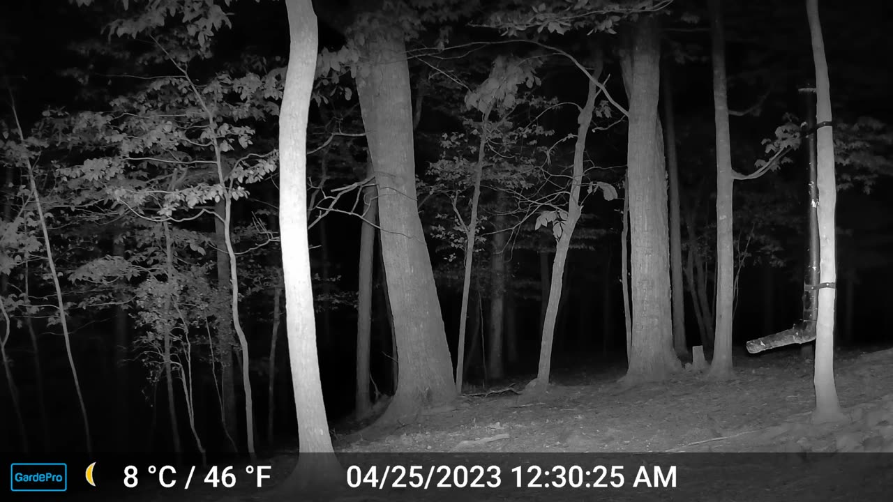 The Woods – 04/25/2023 Bear